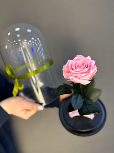 Роза Стабилизированая (розовая)